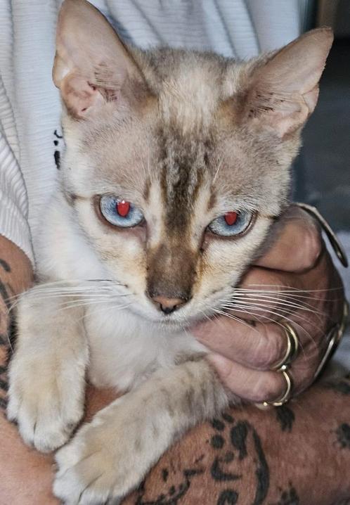 Sneeuw bengaal poes 3 jaar oud, Dieren en Toebehoren, Katten en Kittens | Raskatten | Korthaar, Poes, 3 tot 5 jaar, Met stamboom