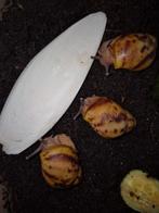 Archachatina marginata ovum
