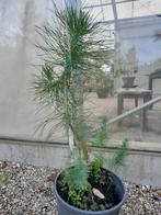 Pinus halepensis, Bloeit niet, Overige soorten, Minder dan 100 cm, Ophalen
