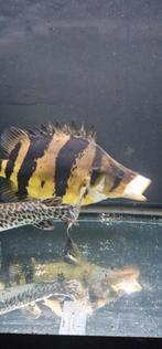 2 beautiful datnioides, Vis