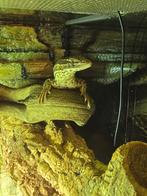 Stekelstaart varaan vermoedelijk koppeltje, Dieren en Toebehoren, Reptielen en Amfibieën, Amfibie, 0 tot 2 jaar