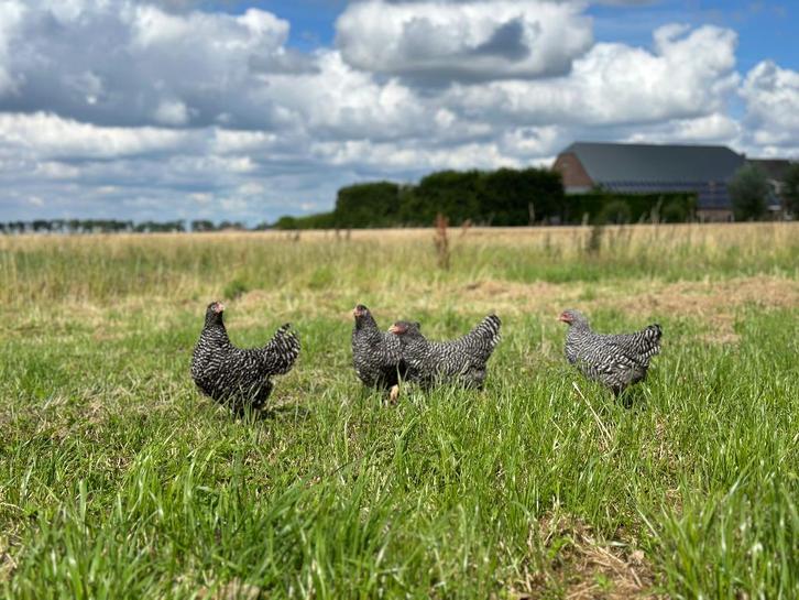 Jonge tamme Amrock kippen gesekst & ingeënt, Dieren en Toebehoren, Pluimvee, Kip, Vrouwelijk
