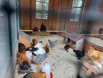  jonge hanen  beschikbaar voor biedingen