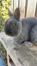 Mooie dekram kleurdwerg blauw, Dieren en Toebehoren, Mannelijk, Dwerg