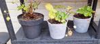 Aardbeienplantjes, Tuin en Terras, Ophalen, Volle zon, Vaste plant, Zomer