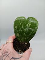 Hoya Kerrii Splash Variegata plant, Overige soorten, Minder dan 100 cm, Ophalen of Verzenden, Halfschaduw