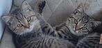 Drie lieve Britse korthaar katers., Dieren en Toebehoren, Kater, Gechipt, 0 tot 2 jaar