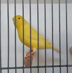 Gele kanarie mannen, Dieren en Toebehoren, Vogels | Kanaries, Mannelijk, Kleurkanarie