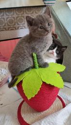Kittens Britse korthaar x blauwe rus, Meerdere dieren