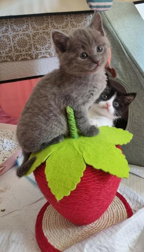 Kittens Britse korthaar x blauwe rus, Dieren en Toebehoren, Katten en Kittens | Raskatten | Korthaar, Meerdere dieren