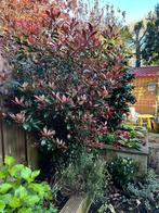 Photinia struik 160cm hoog, Tuin en Terras, Planten | Bomen, Overige soorten, Ophalen
