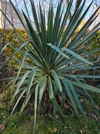 Yucca yuccas, Tuin en Terras, Ophalen, Vaste plant, Overige soorten, Volle zon