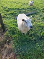 schapen ram ruilen? of te koop., Mannelijk, Schaap, 3 tot 5 jaar