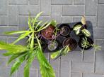 Kamerplanten stekjes pakket, Huis en Inrichting, Kamerplanten, Ophalen, Overige soorten, Halfschaduw, Minder dan 100 cm