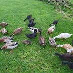 Broedeieren Indische loopeenden, Dieren en Toebehoren, Ophalen of Verzenden, Nieuw, Overige typen