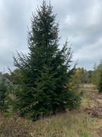 Grote Kerstboom fijnspar 6 m, Ophalen, Volle zon, Overige soorten