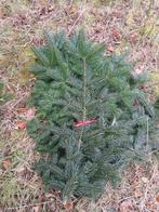 Verse nordman takken, Ophalen