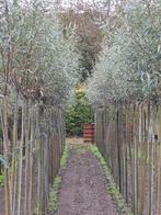 Knotwilgen ,salix alba, Tuin en Terras, Planten | Bomen, Ophalen, Volle zon, Overige soorten, 100 tot 250 cm