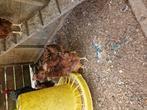 1-2 red island red (dik 3maand ou), Dieren en Toebehoren, Pluimvee, Meerdere dieren, Kip