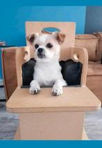Bailey Chair, stoel hond Slokdarmverlamming, Megaoesophagus, Dieren en Toebehoren, Honden-accessoires, Ophalen