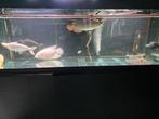 Compleet visbestand rode arowana tigrinus albino gouramy, Vis