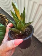 Haworthia, Huis en Inrichting, Ophalen, Vetplant, Halfschaduw, In pot