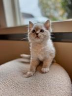 Raszuivere Ragdoll kittens (V), Poes, Gechipt, 0 tot 2 jaar