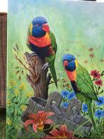 lori van de blauwe bergen jongen 2025, Dieren en Toebehoren, Vogels | Parkieten en Papegaaien, Vrouwelijk, Papegaai, Geringd