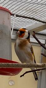 Te koop twee mooie major putters, Vrouwelijk, Wildzangvogel, Geringd