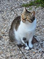 Lieve poes Mischmisch (7 jaar) zoekt een nieuw thuis – grati, Dieren en Toebehoren, Katten en Kittens | Overige Katten, Poes, Kortharig