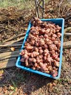 Biologisch geteelde  Aardpeer Te koop  3.50euro 1/2kilo., Diversen, Levensmiddelen, Ophalen of Verzenden