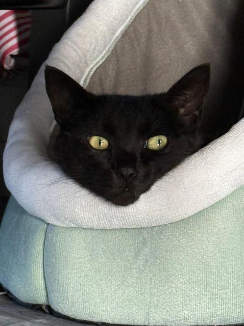 Gouden mandje gezocht., Dieren en Toebehoren, Katten en Kittens | Raskatten | Korthaar, Kater, 3 tot 5 jaar, Gechipt, Ontwormd