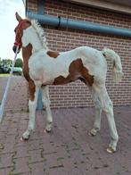 Urgent x Oliver bont hengst veulen. KWPN, Dieren en Toebehoren, Paarden, Dressuurpaard, 0 tot 2 jaar, Hengst, 160 tot 165 cm
