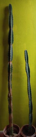 Cereus Peruvianus (Zuilcactus), Huis en Inrichting, Kamerplanten, Cactus, 100 tot 150 cm, In pot, Bloeiende kamerplant