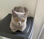 britse korthaar, Dieren en Toebehoren, Katten en Kittens | Raskatten | Korthaar, Poes, Ontwormd, 3 tot 5 jaar
