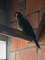 Geelnek ara: Losse man geelnekara, Dieren en Toebehoren, Vogels | Parkieten en Papegaaien, Mannelijk, Parkiet