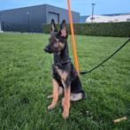 Mechelse herder reu., Dieren en Toebehoren, Honden | Herdershonden en Veedrijvers, 15 weken tot 1 jaar, Reu, Eén hond, Herder