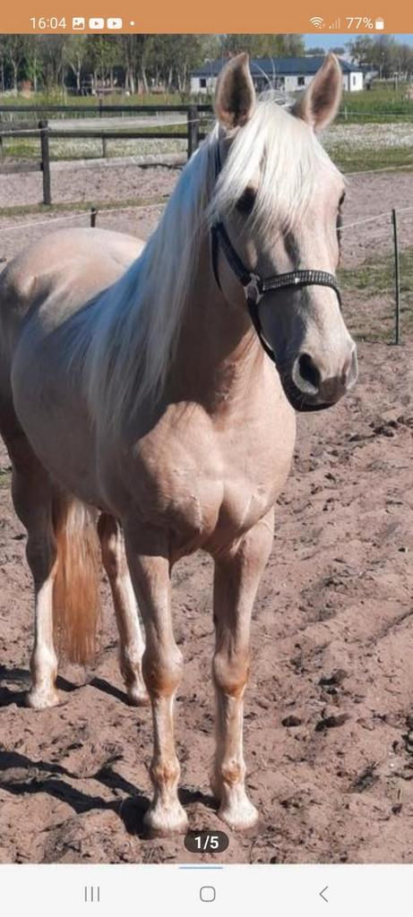 Palomino D pony, Dieren en Toebehoren, Pony's, Merrie, D pony (1.37m tot 1.48m), Recreatiepony, 7 tot 10 jaar, Gechipt, Ontwormd
