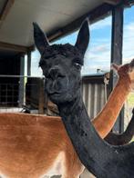 Alpaca merrie met cria, Dieren en Toebehoren, Overige Dieren, Vrouwelijk, Voor 1 juli 2024