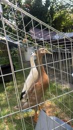 Twee onafhankelijke indische loopeenden, Dieren en Toebehoren, Pluimvee, Geslacht onbekend, Eend