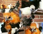 BROEDEIEREN Zijdehoender Krielen, Dieren en Toebehoren, Pluimvee, Meerdere dieren, Kip