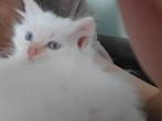 Ragdoll x noorseboskat, Kater, Ontwormd