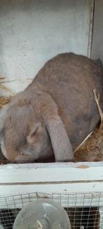 5 mooie konijnen zoeken nieuwe huis per direct  . 3, Dieren en Toebehoren, Konijnen, Mannelijk, Middelgroot, Hangoor, 0 tot 2 jaar