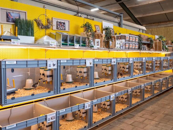 29 nov beschikbaar kuikens groot & kriel - gesekst & ingeënt, Dieren en Toebehoren, Pluimvee, Kip, Vrouwelijk