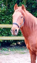 Super lieve ruin, Dieren en Toebehoren, Paarden, Gechipt, B, Ruin, 160 tot 165 cm