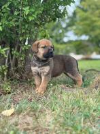 Bull mastiff x Rotweiler pups, Rabiës (hondsdolheid), 8 tot 15 weken, Groot, Meerdere