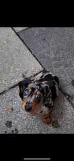 Teckels, Dieren en Toebehoren, CDV (hondenziekte), 8 tot 15 weken, Korthaar, Dwerg