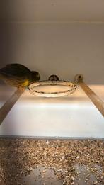 6 Kanaries (fife fancy) 2025, Mannelijk, Kleurkanarie