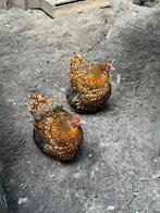 2 mooie Orpingtonkriel hennen, Vrouwelijk, Kip