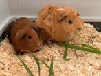 Cavia oppas vakantie opvang, Vanaf 5 jaar, Overige vormen